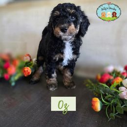 Oz - Phantom male Goldendoodle puppy in Lynn Haven, Florida from JoZy's Doodles