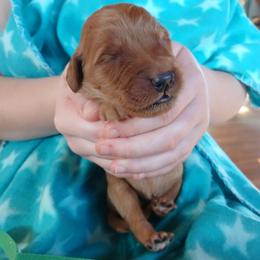 Green - Dark golden male Golden Retriever puppy in Lanesboro, Minnesota from Eagle Ridge Golden Retrievers
