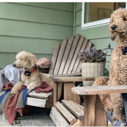 German Shorthaired Pointer and Goldendoodle All Grown Up from Leppards Kennel