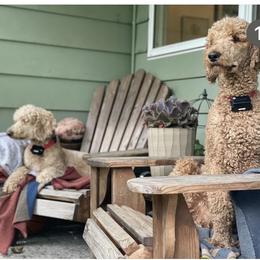 German Shorthaired Pointer and Goldendoodle All Grown Up from Leppards Kennel