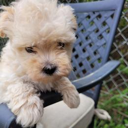 Ivan - Cream male Maltipoo puppy in Mena, Arkansas from Belle Ball Puppies