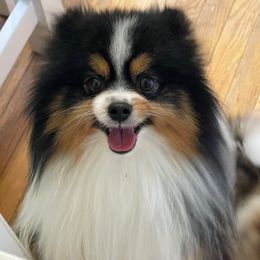 Walker - Pomeranian