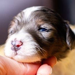 Drift - Blue merle male Bernedoodle puppy in Tyner, Kentucky from Good Dog Doodles