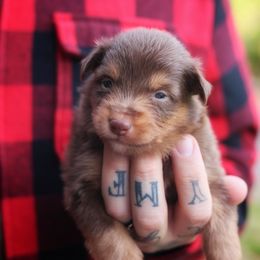 Bella - Red tri-color female Miniature American Shepherd puppy in Battle Ground, Washington from Casita Miniature American Shepherds