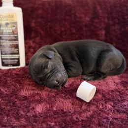 Male - Black male Labrador Retriever puppy in Sherrard, Illinois from Gochee Labs