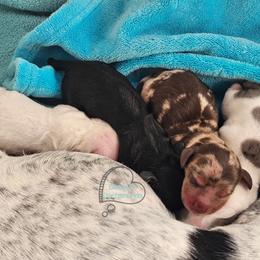 Dapple boy 4000 - Dapple male Dachshund puppy in Herald, California from Bluegum Dachshunds