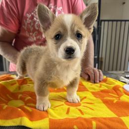 Boy 3 - Red male Pembroke Welsh Corgi puppy in Moulton, Alabama from Reed's Pembroke Corgi Welsh