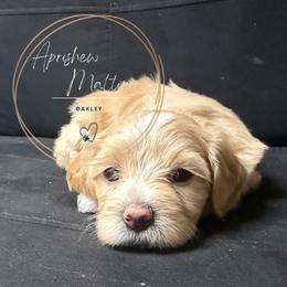 Audrey - Apricot female Maltipoo puppy in Weatherford, Texas from Aprishew Maltipoo