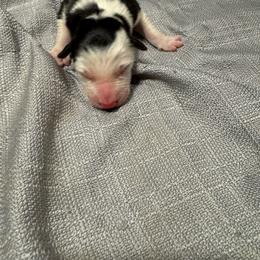 M1 - Black and white male Border Collie puppy in Meridian, Mississippi from Border Hollow Border Collies