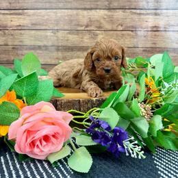 Lexie - Red female Cavapoo puppy in Beresford, South Dakota from DAKOTA DOOD RANCH