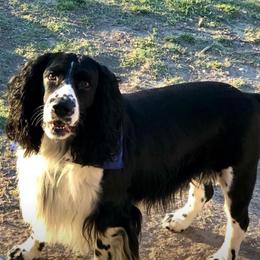 Bandit - English Springer Spaniel