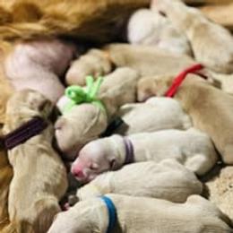 Fourth Pick Female - Golden female Golden Retriever puppy in Big Lake, Alaska from Birchwood Goldens