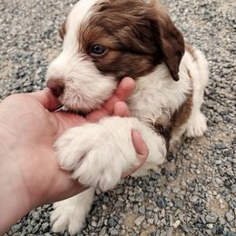 Bernedoodle and Bernese Mountain Dog Puppies from KEE Bernedoodles