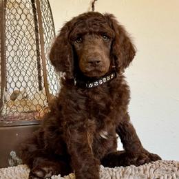 Smitten - Brown male Poodle puppy in Julian, California from Above the Pines Poodles