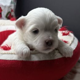 Hayden - White male Maltese puppy in Colonial Beach, Virginia from BeachRidge Pups