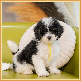 Nessa - Black female Cockapoo puppy in Connersville, Indiana from Deaz Doodle Ranch