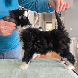 Chinese Crested and Scottish Deerhound Puppies from ConeraIsles Kennel