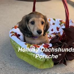 Porsche - Cream female Dachshund puppy in Rochester Hills, Michigan from Holiday Dachshunds