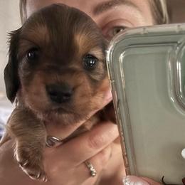 Fleur - Wild  boar and tan female Dachshund puppy in Englewood, Ohio from TS Dachshunds