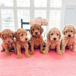 Goldendoodle Puppies from First Coast Goldendoodles
