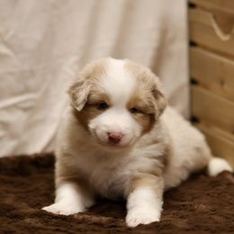Australian Shepherd and Miniature Schnauzer Puppies from Dustyn Watson