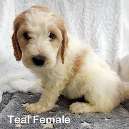 Goldendoodle Puppies from Shelby Doodles