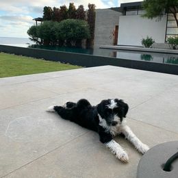 Tibetan Terrier Puppies from Zara Tibetan Terriers