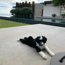 Tibetan Terrier Puppies from Zara Tibetan Terriers