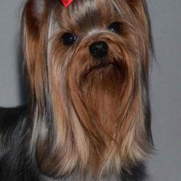 Julie - Yorkshire Terrier