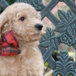 Goldendoodles from Mountain Meadows Goldendoodles
