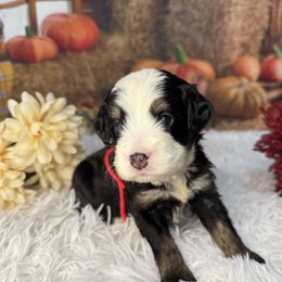 Cruella, Red Collar - Tri-color female Bernedoodle puppy in Lake Panasoffkee, Florida from Donnas Deluxe Doodles LLC