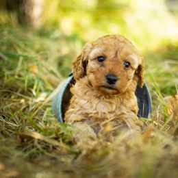 Poodle Puppies from Northwest pets Poodles