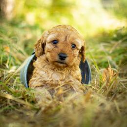 Poodle Puppies from Northwest pets Poodles