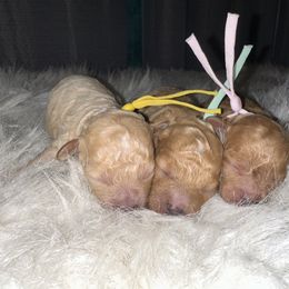 Light pink girl - Red  female Poodle puppy in Waskom, Texas from Pearls & Curls doodles & poodles