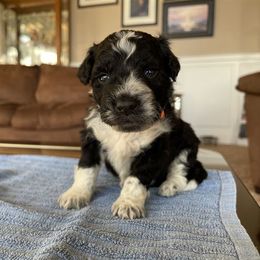 Aussiedoodle, Goldendoodle, Poodle, and Sheepadoodle Puppies from Draper Mountain Doodles