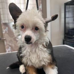 Puff boy with blue eye - Sable male Chinese Crested puppy in Rockvale, Tennessee from Cosmic Chinese Cresteds & Wind-Echo Poodles