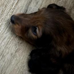 Boy 1 - Cream male Dachshund puppy in Alabaster, Alabama from Doxies of Olympus