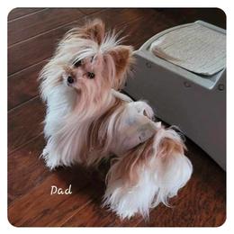 Yorkshire Terriers from Neptune Cove