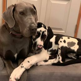 Great Danes from Beaver Creek Danes