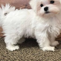 Companion Crosses, Havanese, Havapoos, Maltese, Maltipoos, Morkies, and Yorkshire Terriers from Rosewood Kennels
