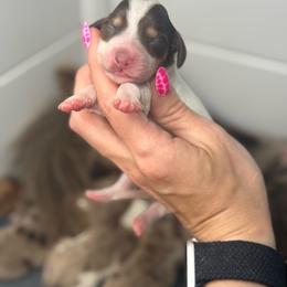 Bashful AKC - Piebald female Dachshund puppy in Oklahoma City, Oklahoma from Barrett’s Doxie Farm