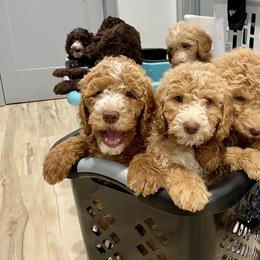 Bernedoodle and Goldendoodle Puppies from Mountain Doodles