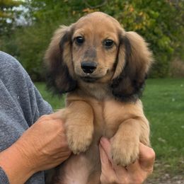 Mustang 4500 - Cream male Dachshund puppy in Crystal, Michigan from Mare-bella Dachshunds