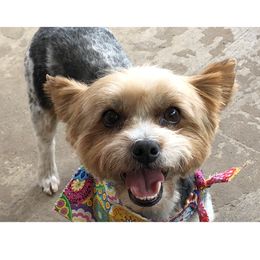 Yorkshire Terrier All Grown Up from Vickie Carpentiere