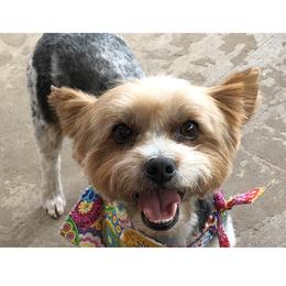 Yorkshire Terrier All Grown Up from Vickie Carpentiere