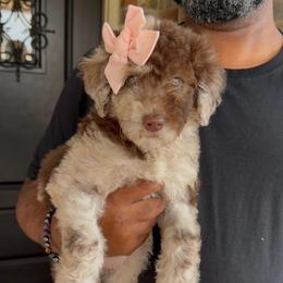 Peach - Merle female Goldendoodle puppy in Richmond, Texas from Harper’s Heartbeats
