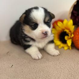 Harley - Black and tan female Pembroke Welsh Corgi puppy in Millsap, Texas from Punchy Pembroke Ranch