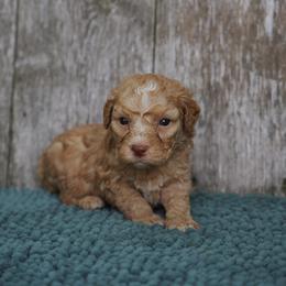 Orange boy - Orange male Lagotto Romagnolo puppy in Lake City, Michigan from Michigan Lagotto