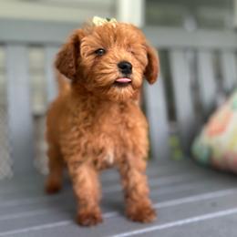 Jan - Red  female Goldendoodle puppy in Camden, North Carolina from Oopsie Doodles of NC