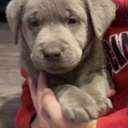 Silver Male- Black - Silver male Dilute Retriever puppy in Marion, Illinois from Summer Lovin’ Labradors of Southern Illinois